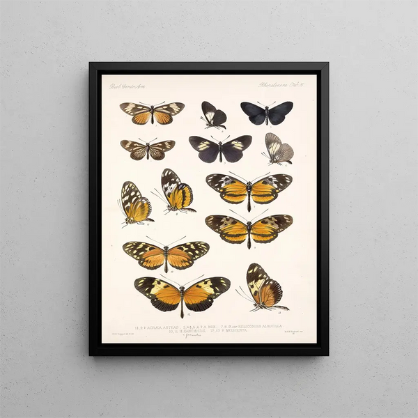 Insectos Lepidópteros Rhopaloceros Pl 016 - Frederick Du Cane Godman — cuadro enmarcado en la pared