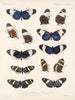 Insectos Lepidópteros Rhopaloceros Pl 018 - Frederick Du Cane Godman — vista de la obra