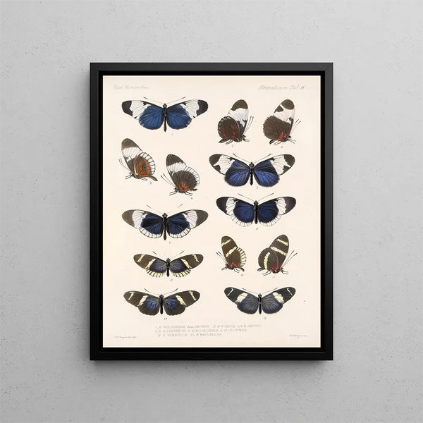 Insectos Lepidópteros Rhopaloceros Pl 018 - Frederick Du Cane Godman — cuadro enmarcado en la pared