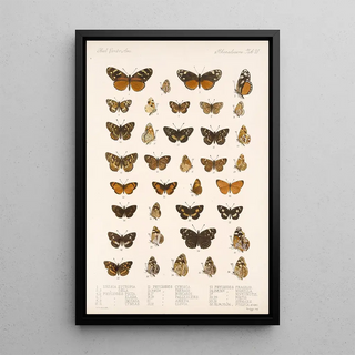 Frederick DuCane Godman - Insecta LepidopteraRhopalocera Pl 021.webp