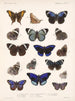 Insectos Lepidópteros Rhopaloceros Pl 023 - Frederick Du Cane Godman — vista de la obra
