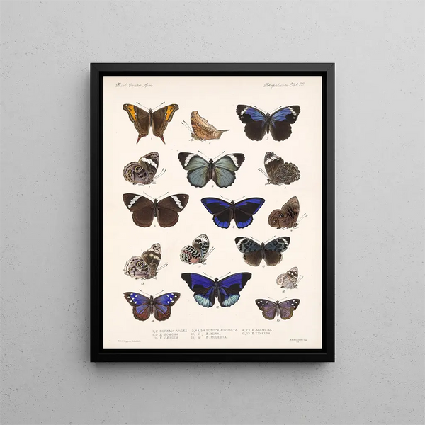 Insectos Lepidópteros Rhopaloceros Pl 023 - Frederick Du Cane Godman — cuadro enmarcado en la pared