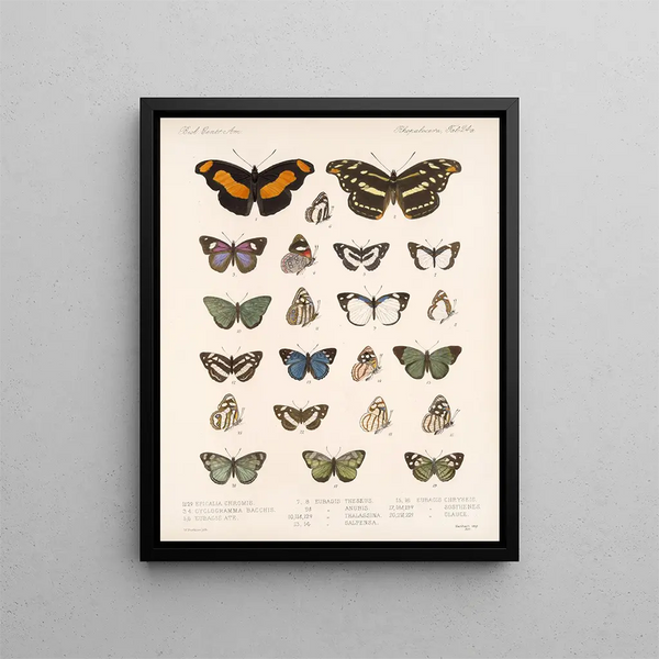 Insectos Lepidópteros Rhopaloceros Pl 025 - Frederick Du Cane Godman — cuadro enmarcado en la pared