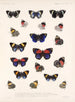 Insectes Lépidoptères Rhopalocères Pl 026 - Frederick Du Cane Godman — artwork view