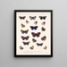 Insectes Lépidoptères Rhopalocères Pl 026 - Frederick Du Cane Godman — framed artwork on a wall