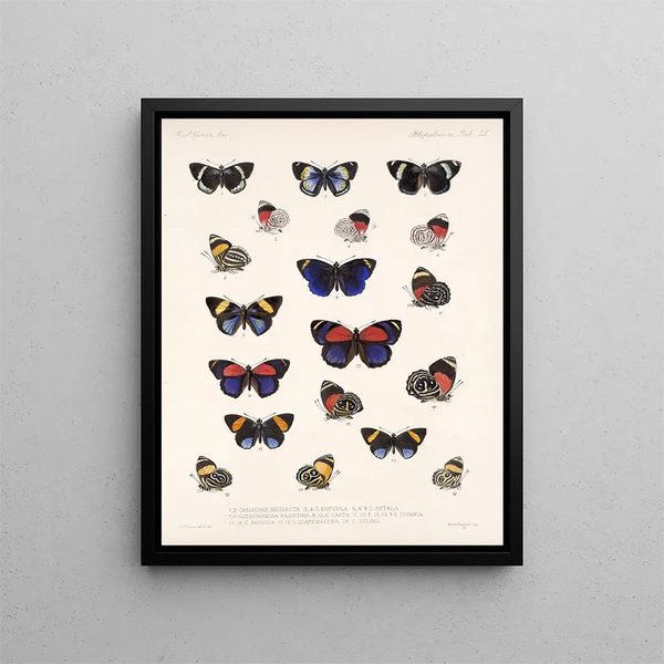 Insectos Lepidópteros Rhopaloceros Pl 026 - Frederick Du Cane Godman — cuadro enmarcado en la pared