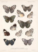 Insectos Lepidópteros Rhopaloceros Pl 027 - Frederick Du Cane Godman — vista de la obra