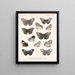 Insectos Lepidópteros Rhopaloceros Pl 027 - Frederick Du Cane Godman — cuadro enmarcado en la pared