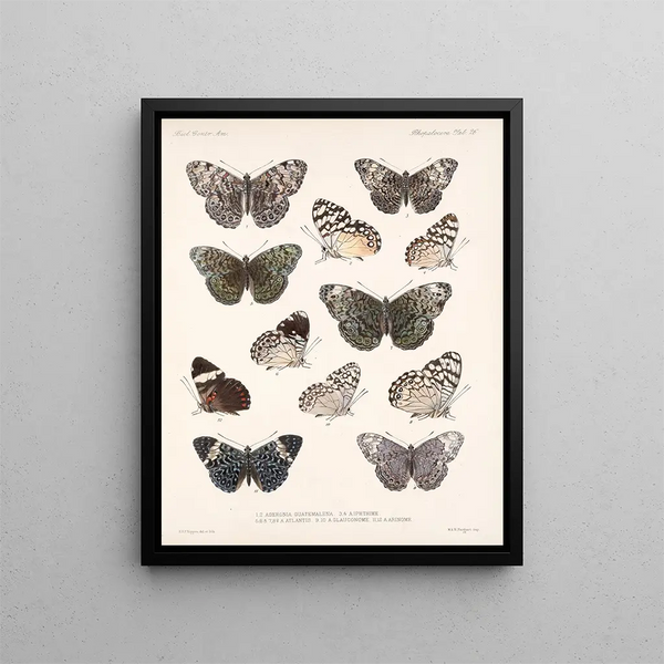 Insectos Lepidópteros Rhopaloceros Pl 027 - Frederick Du Cane Godman — cuadro enmarcado en la pared