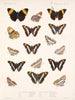 Insectos Lepidópteros Rhopaloceros Pl 029 - Frederick Du Cane Godman — vista de la obra