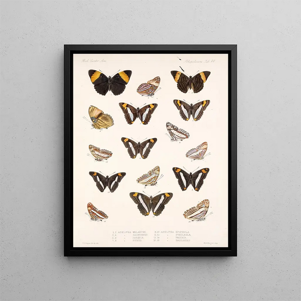 Insectos Lepidópteros Rhopaloceros Pl 029 - Frederick Du Cane Godman — cuadro enmarcado en la pared