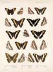 Insectos Lepidópteros Rhopaloceros Pl 030 - Frederick Du Cane Godman — vista de la obra