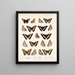 Insectos Lepidópteros Rhopaloceros Pl 030 - Frederick Du Cane Godman — cuadro enmarcado en la pared