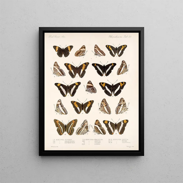 Insectos Lepidópteros Rhopaloceros Pl 030 - Frederick Du Cane Godman — cuadro enmarcado en la pared