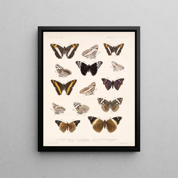 Insectos Lepidópteros Rhopaloceros Pl 031 - Frederick Du Cane Godman — cuadro enmarcado en la pared