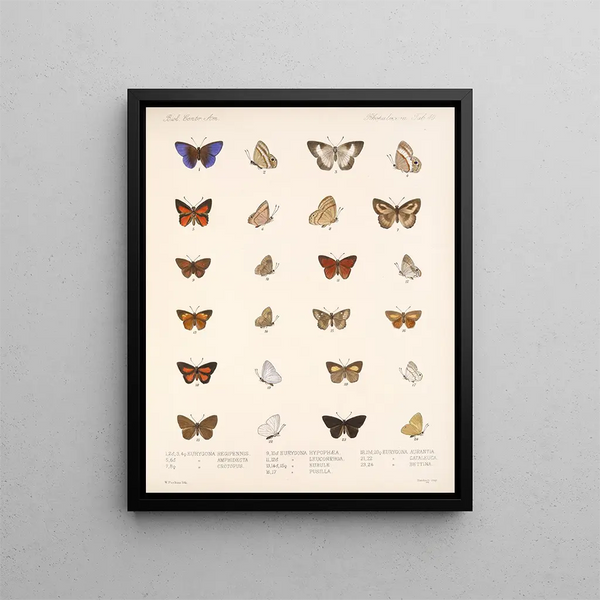 Frederick DuCane Godman - Insecta LepidopteraRhopalocera Pl 041.webp