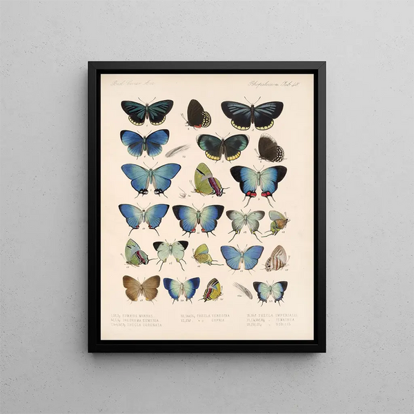 Insectos Lepidópteros Rhopaloceros Pl 049 - Frederick DuCane Godman — cuadro enmarcado en la pared