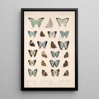 Frederick DuCane Godman - Insecta LepidopteraRhopalocera Pl 050.webp