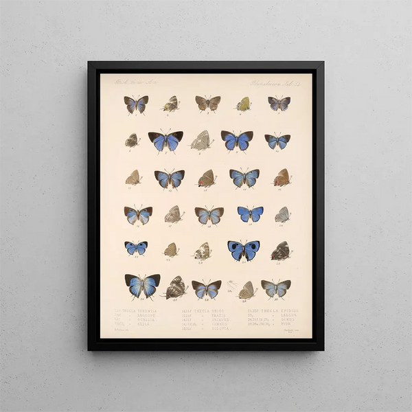 Insectos Lepidópteros Rhopaloceros Pl 055 - Frederick DuCane Godman — cuadro enmarcado en la pared