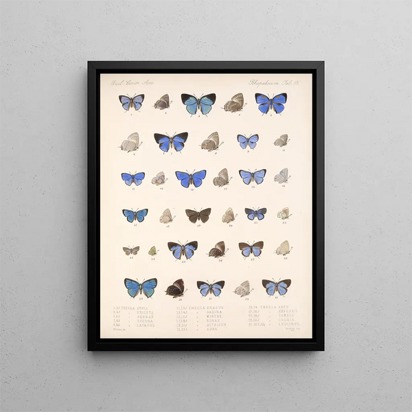 Insectos Lepidópteros Rhopaloceros Pl 056 - Frederick DuCane Godman — cuadro enmarcado en la pared