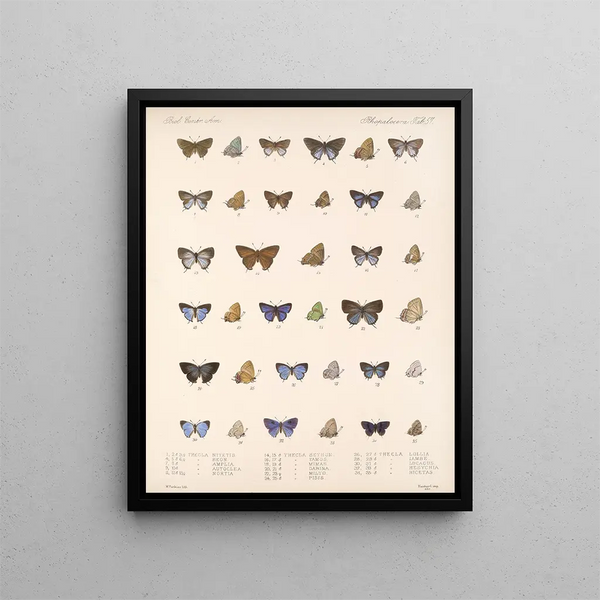Insectos Lepidópteros Rhopaloceros Pl 058 - Frederick DuCane Godman — cuadro enmarcado en la pared