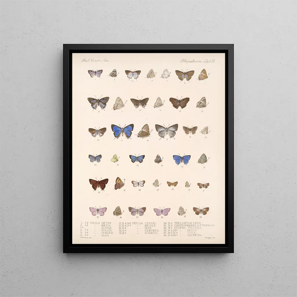 Insectos Lepidópteros Rhopaloceros Pl 059 - Frederick DuCane Godman — cuadro enmarcado en la pared