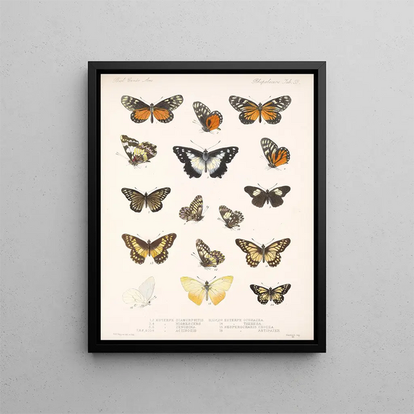 Insectos Lepidópteros Rhopaloceros Pl 060 - Frederick DuCane Godman — cuadro enmarcado en la pared