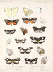 Insectos Lepidópteros Rhopaloceros Pl 061 - Frederick DuCane Godman — vista de la obra