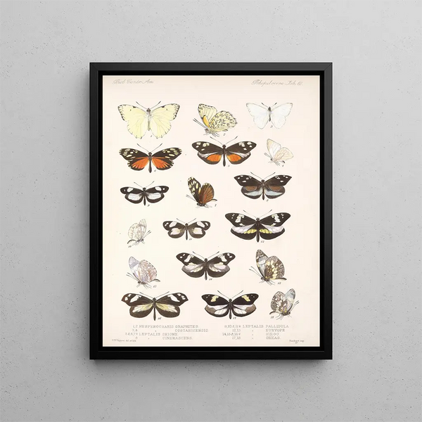 Insectos Lepidópteros Rhopaloceros Pl 061 - Frederick DuCane Godman — cuadro enmarcado en la pared