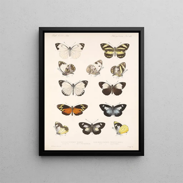 Insectos Lepidópteros Rhopaloceros Pl 063 - Frederick DuCane Godman — cuadro enmarcado en la pared