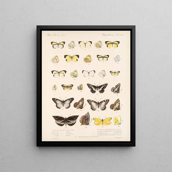 Insectos Lepidópteros Rhopaloceros Pl 065 - Frederick DuCane Godman — cuadro enmarcado en la pared