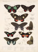 Insectos Lepidópteros Rhopaloceros Pl 066 - Frederick DuCane Godman — vista de la obra