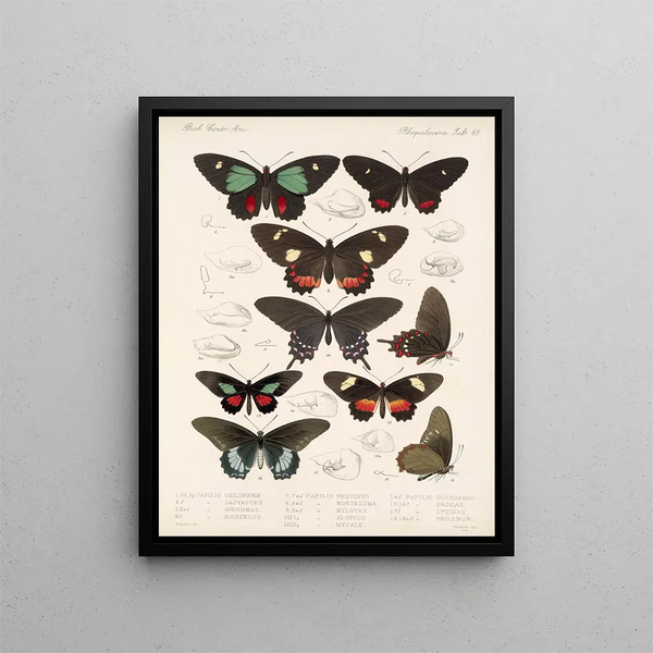 Insectos Lepidópteros Rhopaloceros Pl 066 - Frederick DuCane Godman — cuadro enmarcado en la pared