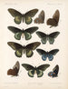 Insectes Lépidoptères Rhopalocères Pl 067 - Frederick DuCane Godman — artwork view