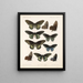 Insectes Lépidoptères Rhopalocères Pl 067 - Frederick DuCane Godman — framed artwork on a wall
