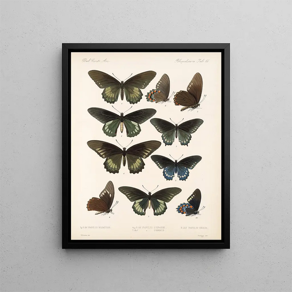 Insectos Lepidópteros Rhopaloceros Pl 067 - Frederick DuCane Godman — cuadro enmarcado en la pared