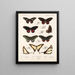 Insectes Lépidoptères Rhopalocères Pl 068 - Frederick DuCane Godman — framed artwork on a wall