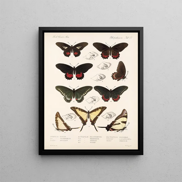 Insectos Lepidópteros Rhopaloceros Pl 068 - Frederick DuCane Godman — cuadro enmarcado en la pared