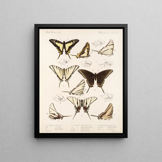 Frederick DuCane Godman - Insecta LepidopteraRhopalocera Pl 069.webp