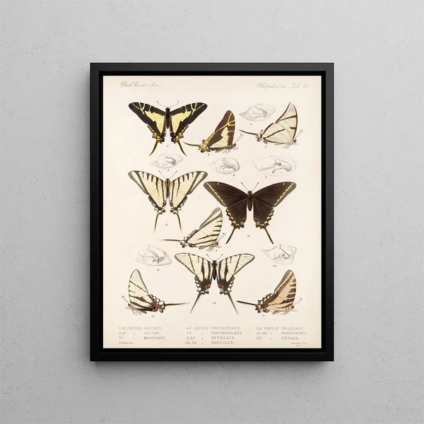 Insectos Lepidópteros Rhopaloceros Pl 069 - Frederick DuCane Godman — cuadro enmarcado en la pared