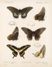 Insectes Lépidoptères Rhopalocères Pl 070 - Frederick DuCane Godman — artwork view