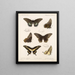 Insectes Lépidoptères Rhopalocères Pl 070 - Frederick DuCane Godman — framed artwork on a wall