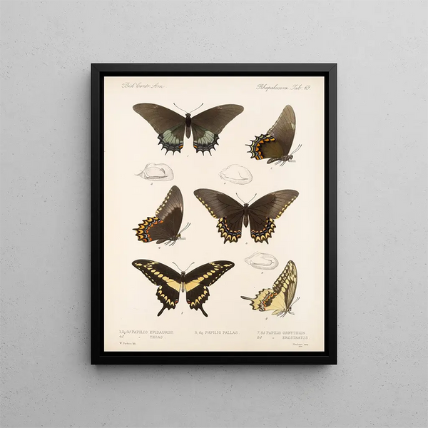 Insectos Lepidópteros Rhopaloceros Pl 070 - Frederick DuCane Godman — cuadro enmarcado en la pared