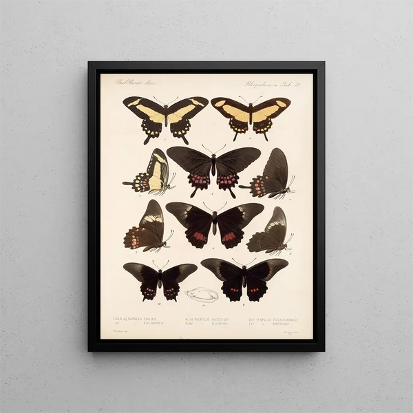 Insectos Lepidópteros Rhopaloceros Pl 071 - Frederick DuCane Godman — cuadro enmarcado en la pared