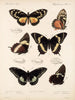 Insectos Lepidópteros Rhopaloceros Pl 072 - Frederick DuCane Godman — vista de la obra
