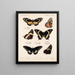 Insectos Lepidópteros Rhopaloceros Pl 072 - Frederick DuCane Godman — cuadro enmarcado en la pared