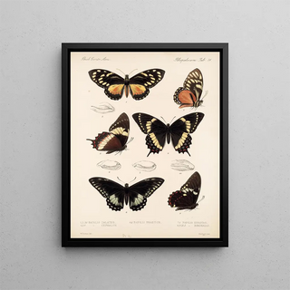 Frederick DuCane Godman - Insecta LepidopteraRhopalocera Pl 072.webp