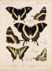 Insectes Lépidoptères Rhopalocères Pl 073 - Frederick DuCane Godman — artwork view