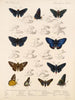 Insectos Lepidópteros Rhopaloceros Pl 074 - Frederick DuCane Godman — vista de la obra