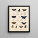 Insectos Lepidópteros Rhopaloceros Pl 074 - Frederick DuCane Godman — cuadro enmarcado en la pared